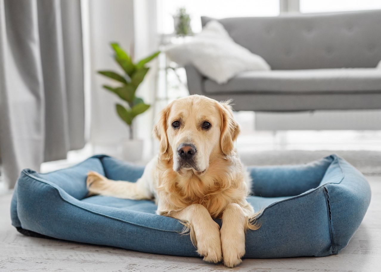 Pension canine près d'Arpajon