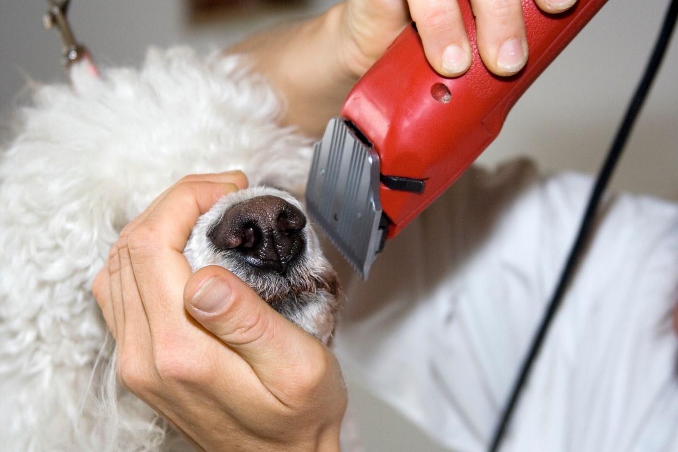 Toilettage canin en Essonne