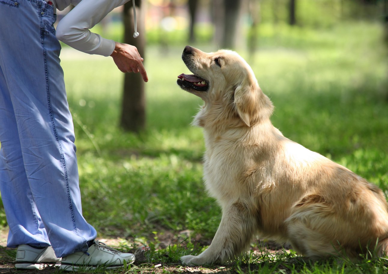 Activités canines en Essonne