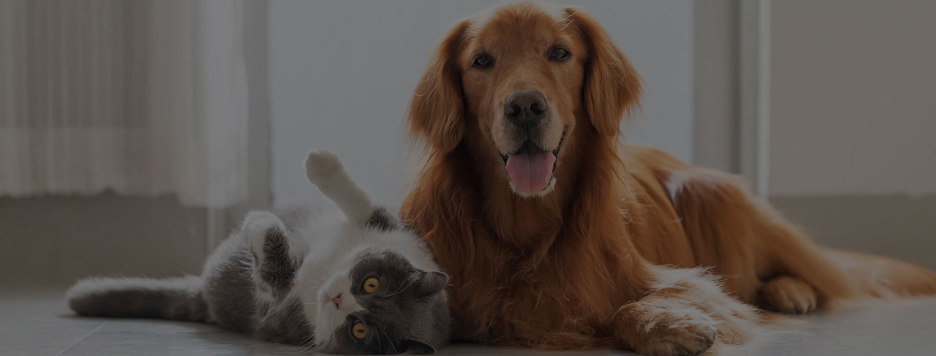 Garde d'animaux à Breuillet