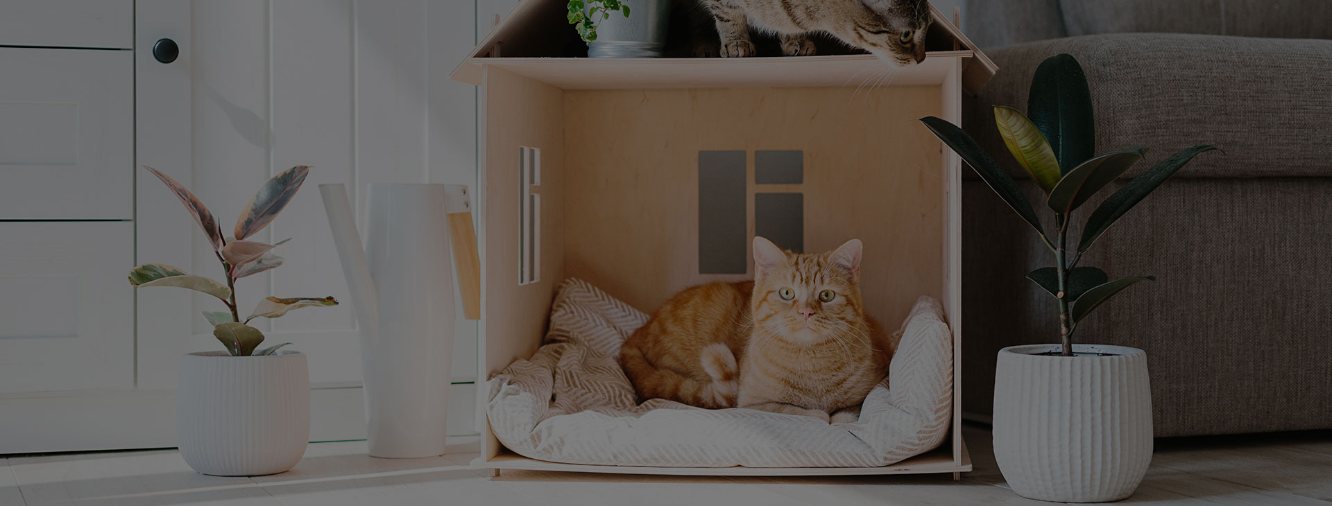 Wonderful Pets : passion & expertise