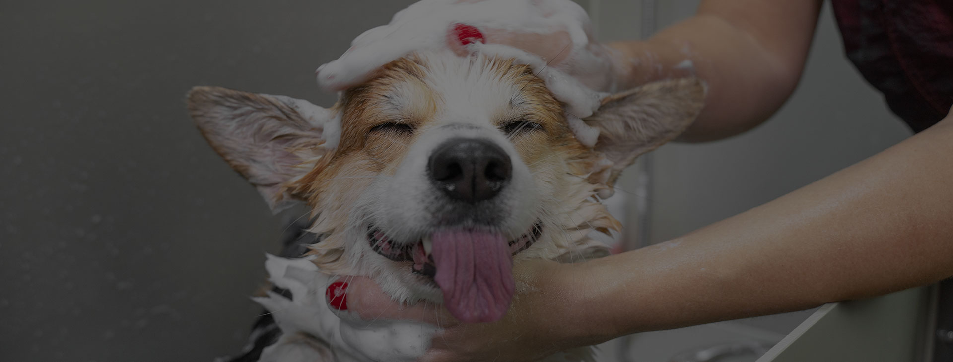 Toilettage canin en Essonne