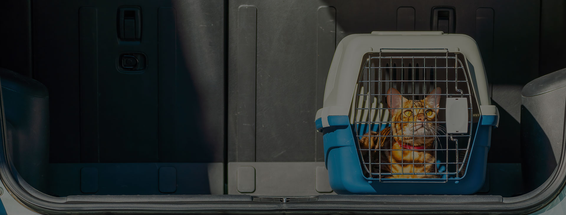 Transport animalier en Essonne